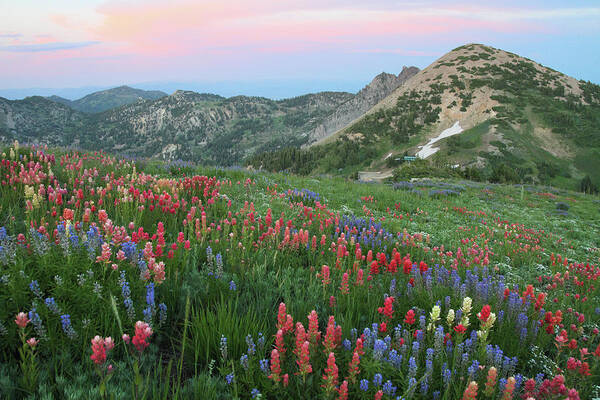 Landscape Poster featuring the photograph Alpine Wildflowers and View at Sunset by Brett Pelletier
