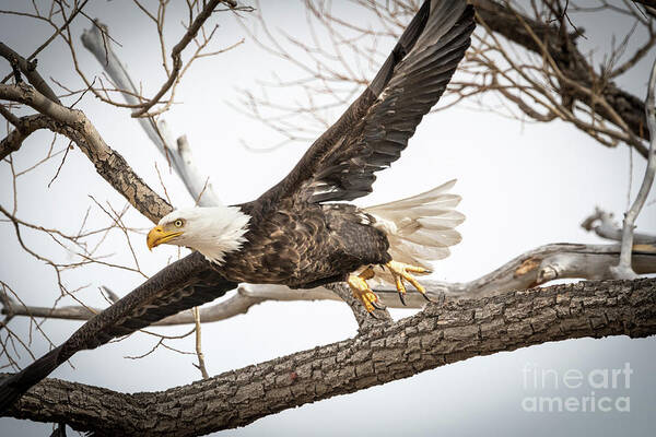 Eagle Poster featuring the photograph America Bald Eagle taking flight from a tree branch by Phillip Rubino