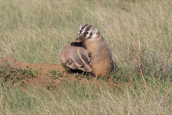 Badger Poster featuring the photograph American Badger Cub Climbs On Its Mother by Tony Hake