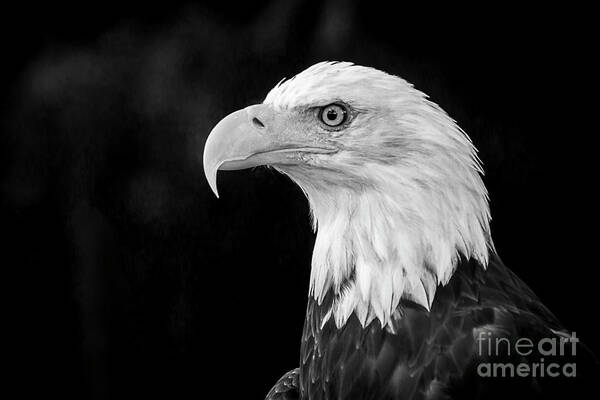 Birds Poster featuring the photograph American Bald Eagle by Sal Ahmed