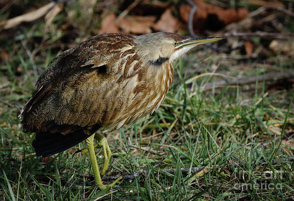 American Poster featuring the photograph American Bittern by Douglas Stucky