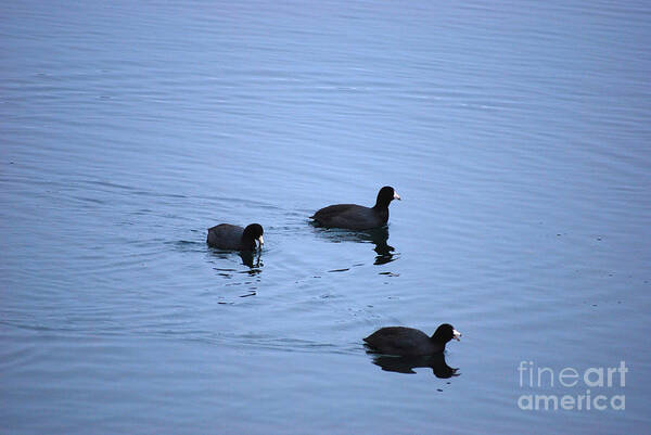 American Poster featuring the photograph American Coots 20120316_39a by Tina Hopkins