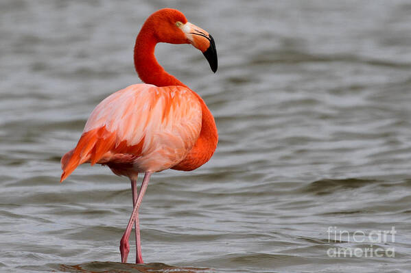 American Flamingo Poster featuring the photograph American Flamingo by Meg Rousher