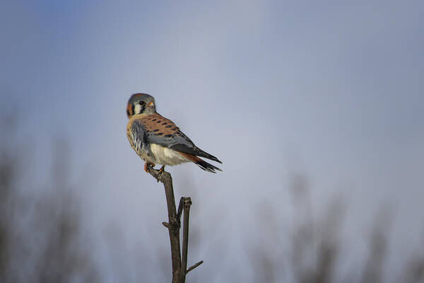 Gary Hall Poster featuring the photograph American Kestrel by Gary Hall