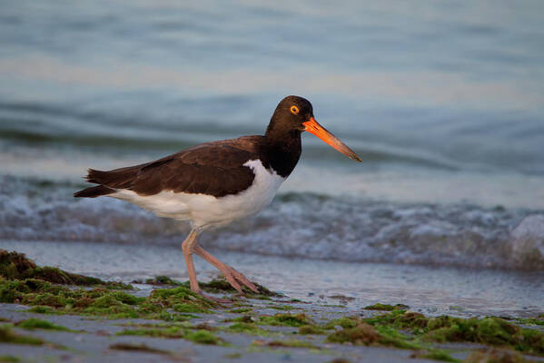 American Poster featuring the photograph American Oystercatcher at Sunset by Artful Imagery