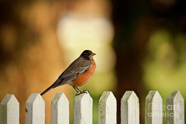 Robin Poster featuring the photograph American Robin by Lara Morrison