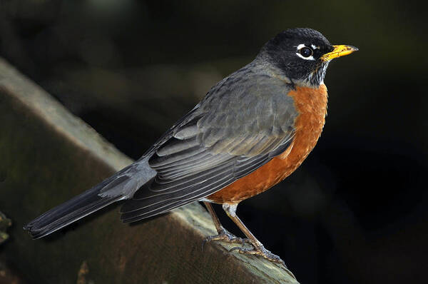 Thrush Poster featuring the photograph American Robin by Laura Mountainspring