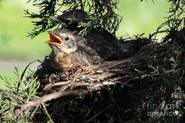 Robin Poster featuring the photograph American Robin nestlings by Adam Long