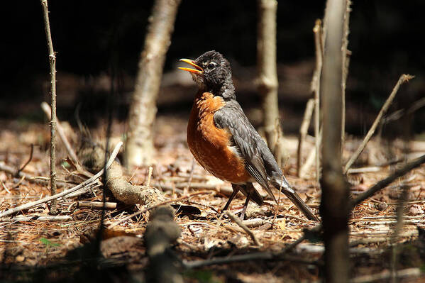 American Robin Poster featuring the photograph American Robin New York by Bob Savage