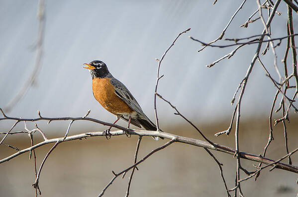 American Robin Poster featuring the photograph American Robin by Susan McMenamin