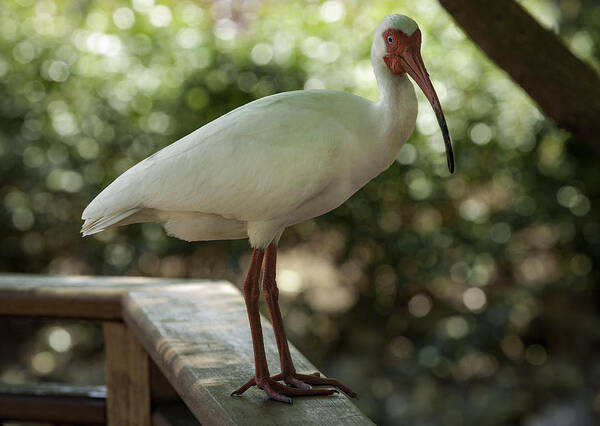 White Ibis Poster featuring the photograph American White Ibis by Jason Moynihan