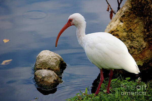 American White Ibis Poster featuring the photograph American White Ibis by Jim Gillen