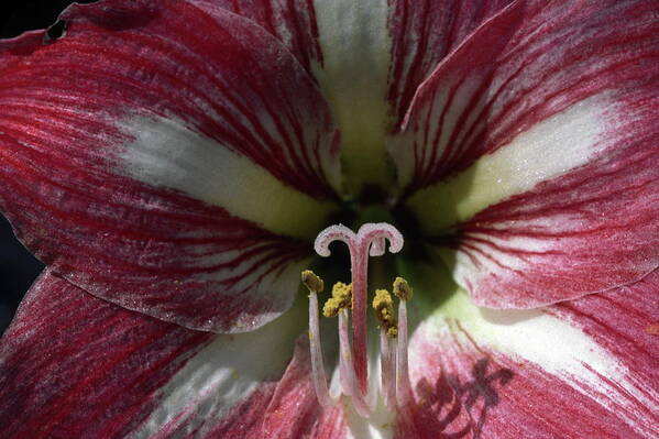 Amaryllis Flower Close-up Poster featuring the photograph Amaryllis Flower Close-up by Sally Weigand