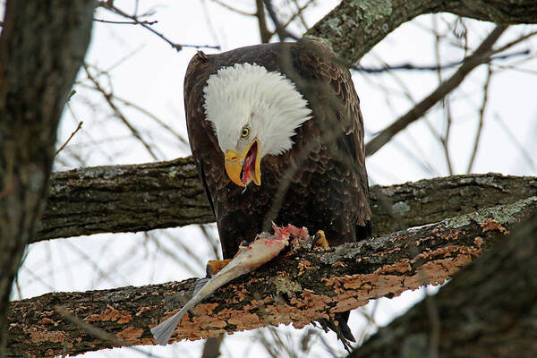 Bald Eagle Poster featuring the photograph An Eagles Meal by Brook Burling