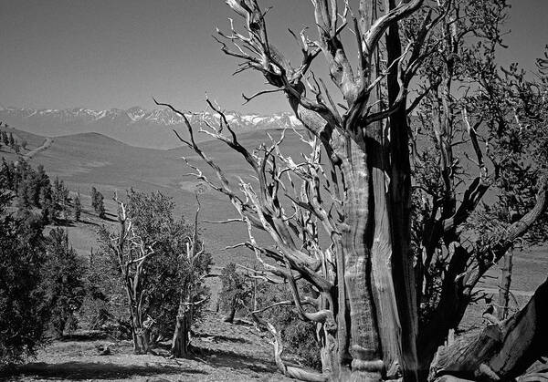 Bristlecone Pine Poster featuring the photograph Ancient Bristlecone Pine Tree, Composition 4, Inyo National Forest, White Mountains, California by Kathy Anselmo