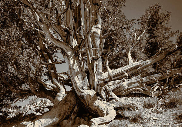 Bristlecone Pine Poster featuring the photograph Ancient Bristlecone Pine Tree, Composition 5 sepia tone, Inyo National Forest, California by Kathy Anselmo