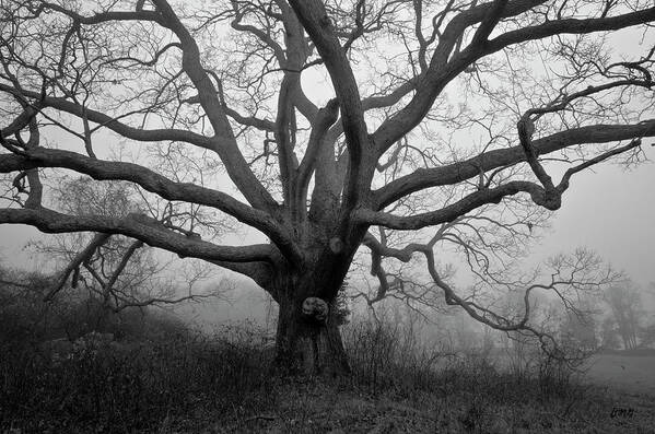 Easton Poster featuring the photograph Ancient Oak Tree V - Sheep Pasture by David Gordon