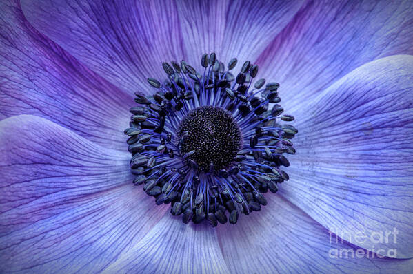 Anemone Coronaria Poster featuring the photograph Anemone Blue by Tim Gainey