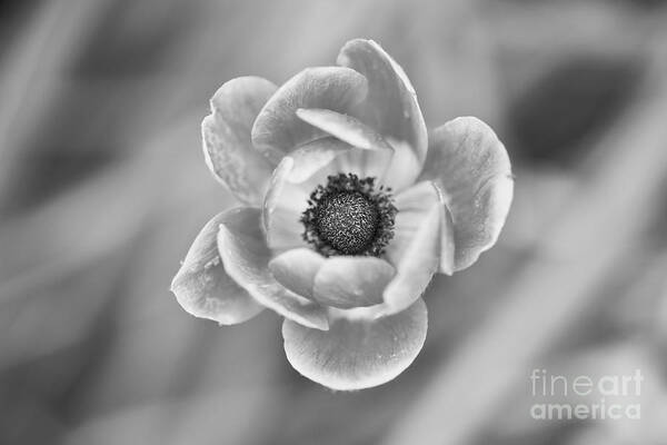 Flower Poster featuring the photograph Anemone by Lara Morrison