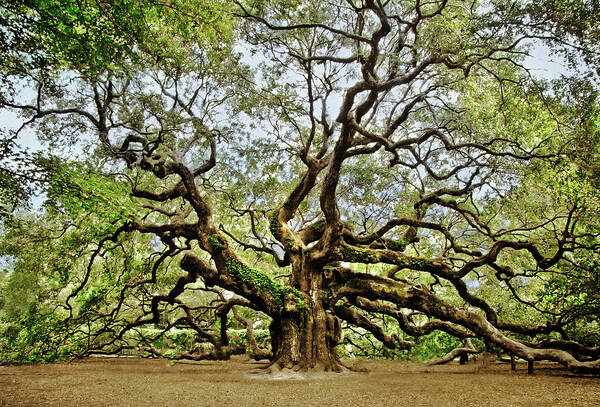 Angel Oak Poster featuring the photograph Angel Oak by Jessica Brawley