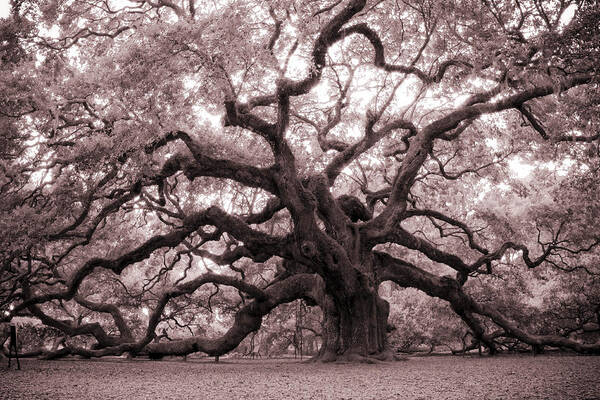 Angel Oak Poster featuring the photograph Angel Oak Tree by Dustin K Ryan