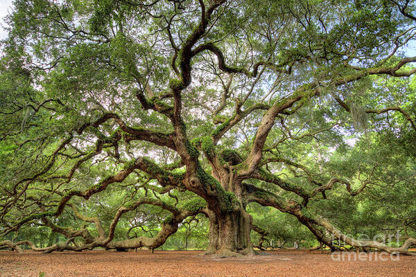 Angel Oak Tree Poster featuring the photograph Angel Oak Tree of Life by Dustin K Ryan