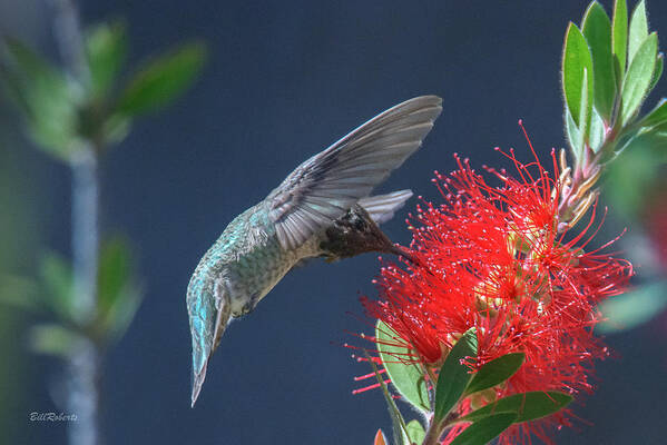 Caifornia Central Coast Poster featuring the photograph Angel Wings by Bill Roberts