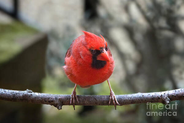 Angry Bird Poster featuring the photograph Angry Bird by Jemmy Archer