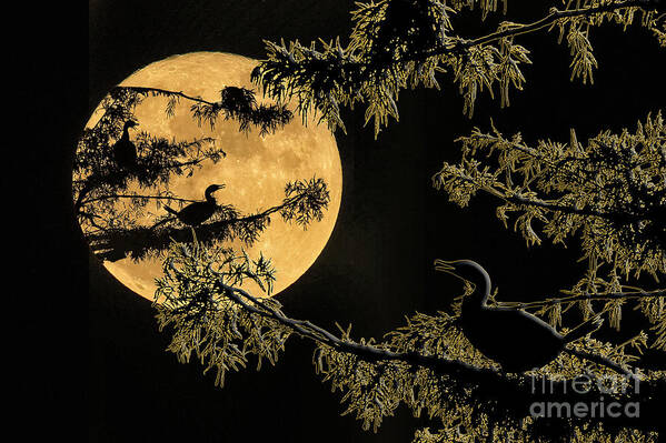 Anhingas Poster featuring the photograph Anhingas in Full Moon by Bonnie Barry