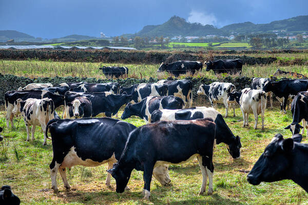 Agriculture Poster featuring the photograph Animals Livestock-02 by Joseph Amaral