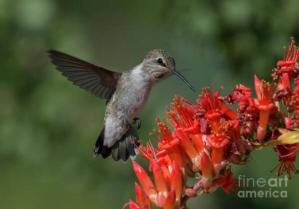 Hummingbird Poster featuring the photograph Anna's Hummingbird in the Ocotillo by Lisa Manifold