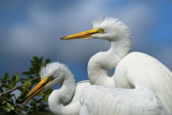 Egret Poster featuring the photograph Anxiously Waiting by Christopher Holmes
