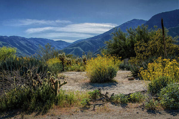 Art Poster featuring the photograph Anza-Borrego Desert State Park Desert Flowers by Randall Nyhof