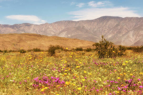 Anza Borrego Poster featuring the photograph Anza Borrego Desert Flowers by Michael Hope