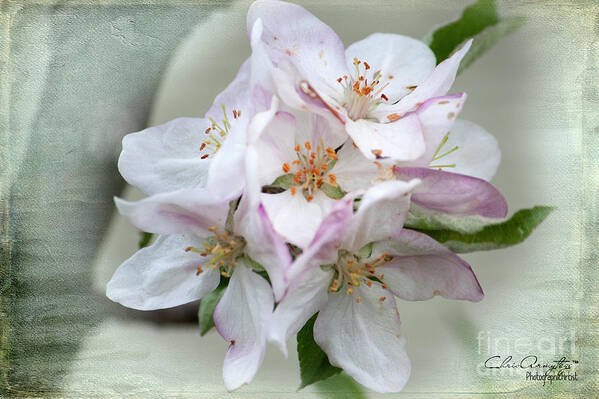 Apple Blossoms Poster featuring the photograph Apple Blossoms from my Hepburn Garden by Chris Armytage