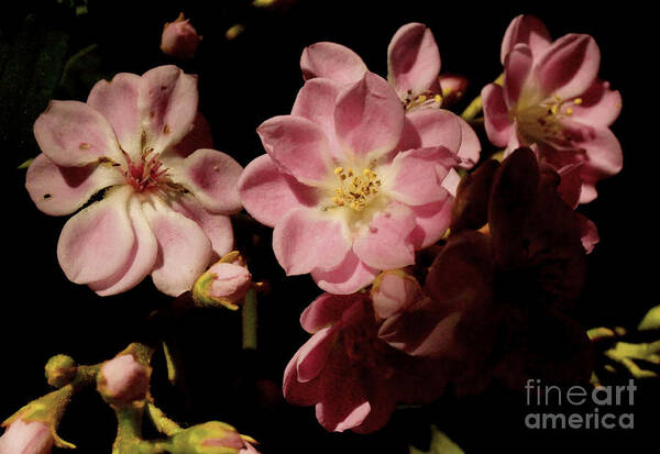 Apple Blossom Poster featuring the photograph Apple blossoms III by Cassandra Buckley