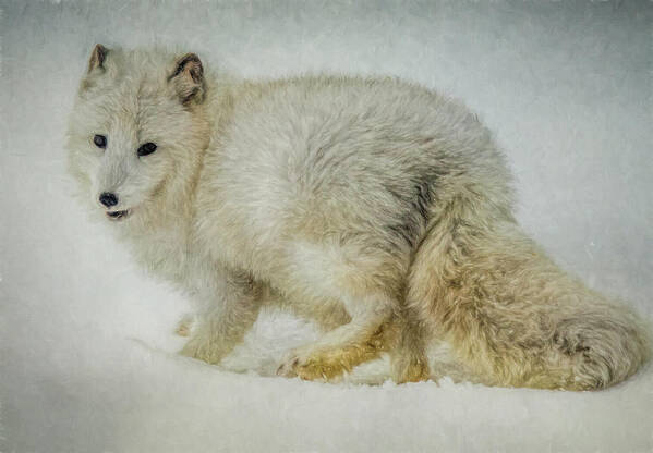 Fox Poster featuring the photograph Arctic Fox Portrait by Teresa Wilson