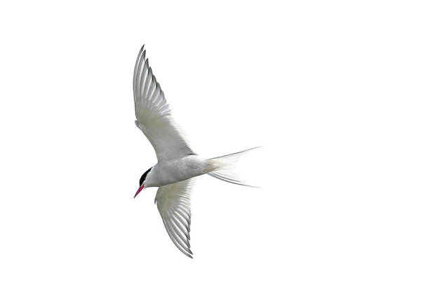 Arctic Tern Poster featuring the photograph Arctic Tern flying in Mist by Arterra Picture Library