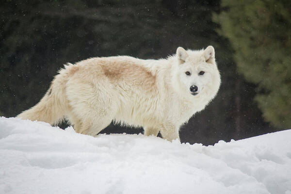 Wolf Poster featuring the photograph Arctic Wolf by Teresa Wilson