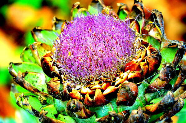 Artichoke Poster featuring the photograph Artichoke Going To Seed by Antonia Citrino