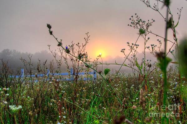 Related Tags: Poster featuring the photograph AS MORNING comes by Robert Pearson