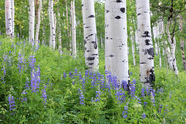 Colorado Poster featuring the photograph Aspen and Lupine by Angela Moyer