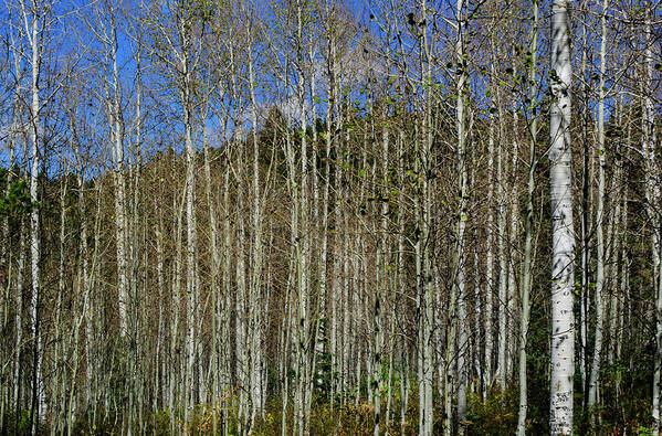 Trees Poster featuring the photograph Aspen Forest by Tikvah's Hope