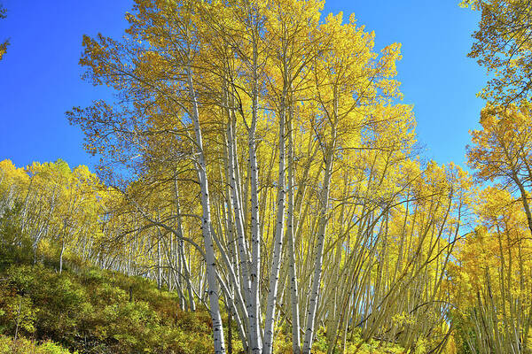 Colorado Poster featuring the photograph Aspen Lane by Ray Mathis