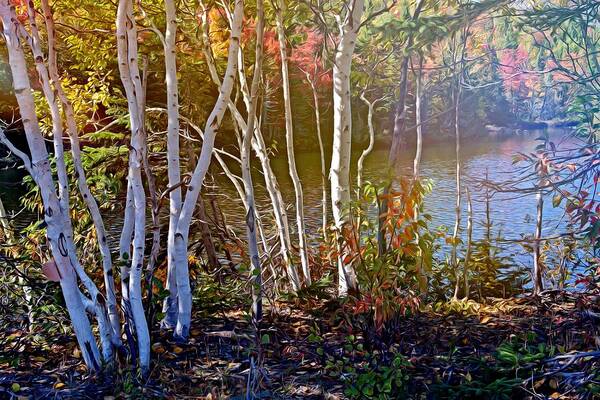 Trees Poster featuring the mixed media Aspen trees in the fall by Tatiana Travelways