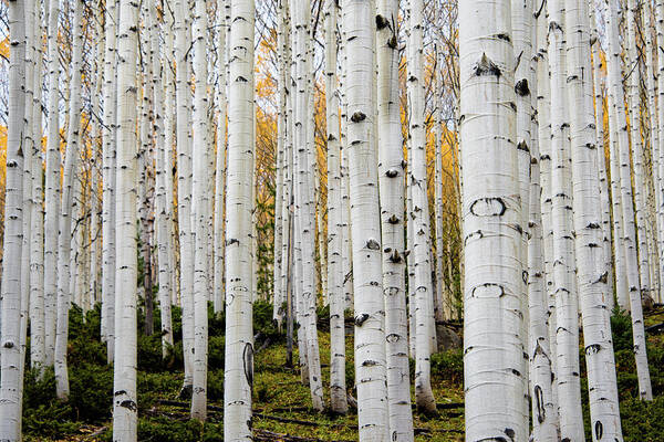 Aspen Poster featuring the photograph Aspens And Gold by Stephen Holst