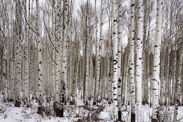 Aspen Poster featuring the photograph Aspens In Winter - Colorado by Brian Harig