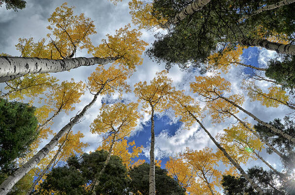 Trees Poster featuring the photograph Aspens Reaching by Kevin Munro