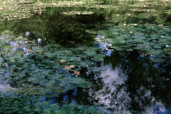 Impressionism Poster featuring the photograph At Claude Monet's Water Garden 10 by Dubi Roman
