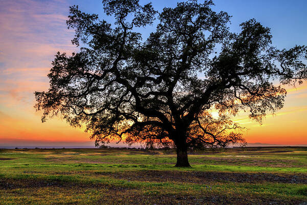 Oak Poster featuring the photograph An Oak At Sunset by James Eddy